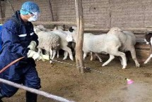 山羊养殖场如何建设，消毒的时候要做到消毒水的即配即用