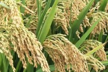 泰香粳1402水稻栽培技术要点，每亩栽插1.8万穴