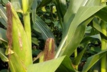 G1838玉米栽培技术要点，注意玉米灰斑病的防治