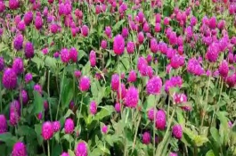 千日红如何瓶插养护，每隔5-7天左右浇一次水