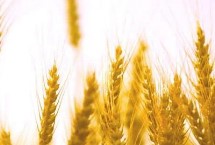 齐民16号小麦栽培技术要点，每亩适宜基本苗18万—20万