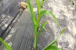 秋乐368玉米栽培技术要点，中抗玉米螟5.0MR