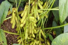 汇农417大豆栽培技术要点，5月上中旬播种
