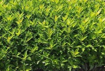 冬青发芽后怎么养殖，北方通常可以在2-4月播种