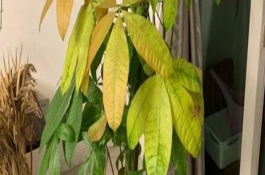 发财树用什么肥料好，会出现枝叶枯黄和新生枝条细弱的症状