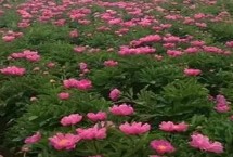 赤芍怎么施肥，在壤土和沙壤土中种植为宜