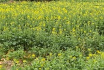 北方什么时候种油菜，一般在春季3-4月播种