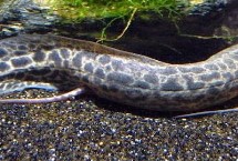 非洲肺鱼可以在土里活多久，通常指原鳍鱼、也叫钝吻肺鱼