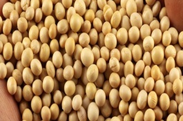 中黄75大豆栽培技术要点，对两个株系均表现为中抗