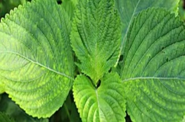 苏子的种植方法，在我国主产于安徽、湖南、台湾等省份