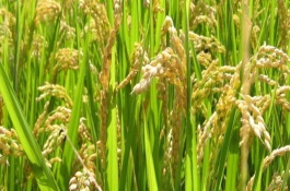 泸优069水稻栽培技术要点，播种期安排在4月下旬为宜