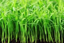 信粳1787水稻栽培技术要点，中抗稻瘟病