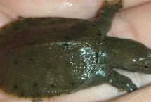 养鳖需要注意什么，鳖的攻击性比较强