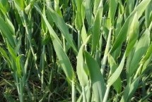 兆麦7小麦栽培技术要点，中抗白粉病