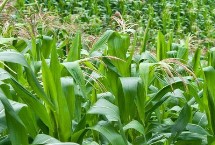 亨达908玉米栽培技术要点，中抗小斑病