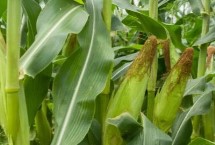 广甜205玉米栽培技术要点，田间表现高抗茎腐病