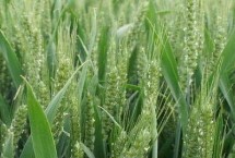 衡H1217小麦栽培技术要点，适宜播期为10月上中旬