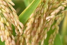 韵两优332水稻栽培技术要点，播种前用强氯精浸种
