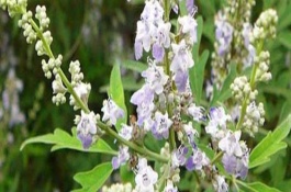 荆条的用途，大多为5-7月份