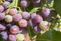 如何选购新鲜好吃的葡萄，通常是八、九、十月份成熟