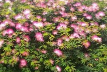 合欢花的开放时间，合欢花是乔木、含羞草是草本植物或亚灌木