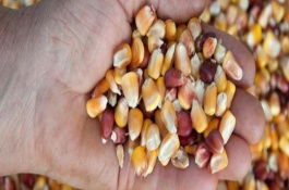 农大372玉米种是哪个公司，荃银高科集种子研发、生产等业务于一体