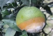 柑橘褐腐病怎么防治，禁止从疫区引进苗木和接穗