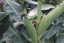 德白糯1号玉米栽培技术要点，在中上等肥力地块种植