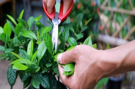 栀子花的花蕾为什么会脱落，喜欢生长在湿润环境中