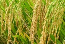 广和优桂福香水稻栽培技术要点，全生育期晚稻平均107.2天