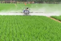 恶唑氰氟能除什么草，主要防除水稻田中的千金子、稗草、马唐、牛筋草等
