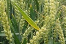 西农936小麦栽培技术要点，适宜播期10月上中旬