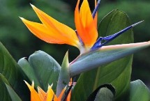 天堂鸟花卉的生长习性，每隔半个月要追施一次稀薄的肥水