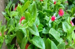 牡丹吊兰适合几月扦插，是同一种植物