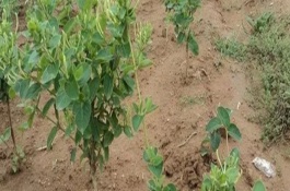 金银花在北方可以种植吗，适合种植在山坡灌丛或疏林中