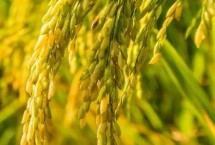南粳晴谷水稻栽培技术要点，旱育秧每亩播量35~40公斤