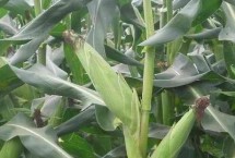 Z708玉米栽培技术要点，密度4500株/亩左右