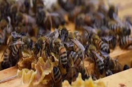 蜂群管理，在一定程度上能加快繁殖