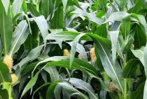 福盛209玉米栽培技术要点，中抗茎腐病