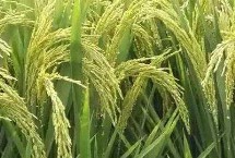 金珍优亚美丝水稻栽培技术要点，全生育期108.6天