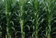 豫单936玉米栽培技术要点，中抗瘤黑粉病