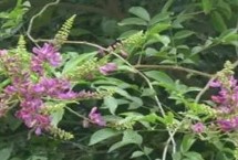 鸡血藤种子的售价和种植方式，一斤大概需要50-60元左右