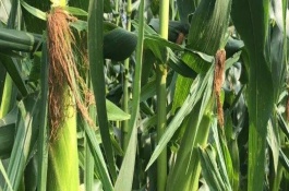 屯玉62号玉米栽培技术要点，生育期较长