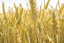 轮选158小麦栽培技术要点，每亩适宜基本苗20万—25万