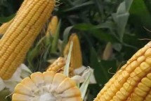 金穗109玉米栽培技术要点，适宜播期6月上中旬