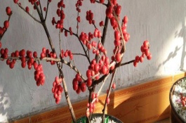 冬青怎么过冬，盆栽宜选用紫砂陶盆