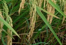 鸿邦两优1831水稻栽培技术要点，全生育期130.2天