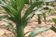 金科玉3328玉米栽培技术要点，中抗大斑病