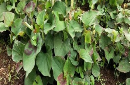 鱼腥草的外观，按照20厘米的间距定植根茎