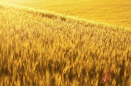 晋麦91号小麦栽培技术要点，防治地下害虫